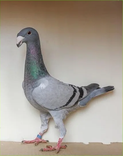Deutsche Schautaube, Farbenschlag Blau mit Binden