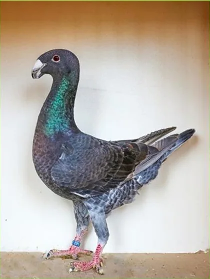 Deutsche Schautaube, Farbenschlag Blau-dunkel