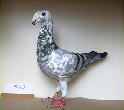 Deutsche Schautaube, Farbenschlag Blau-getigert mit Binden