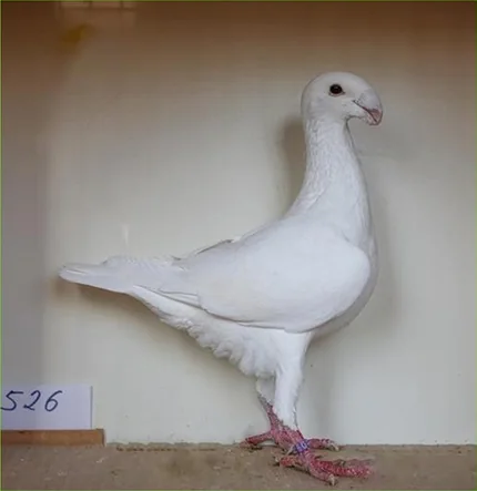 Deutsche Schautaube, Farbenschlag Weiß